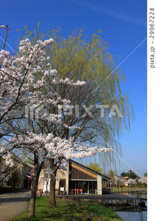 鶴岡公園 29967228