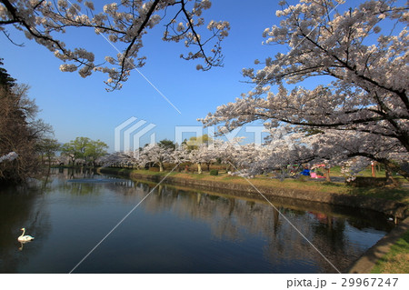 鶴岡公園 お堀 鶴岡公園 お堀 29967247