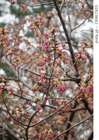 ヨウコウザクラのつぼみ 29967805