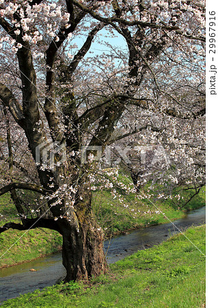 やすらぎ公園 桜回廊 やすらぎ公園 桜回廊 29967916