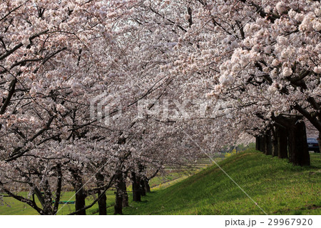 やすらぎ公園 桜回廊 やすらぎ公園 桜回廊 29967920