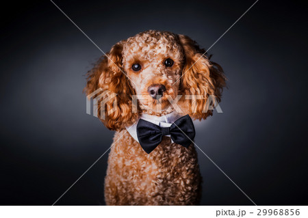 portrait of little poodle portrait of little poodle 29968856