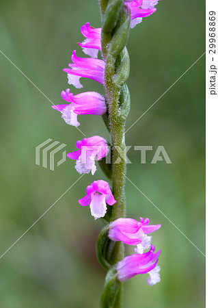 ネジリソウ 29968869