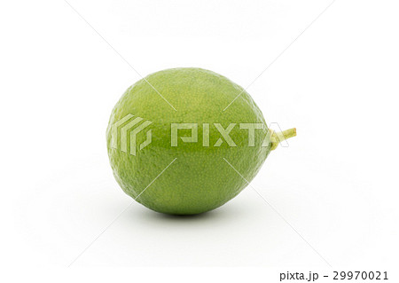 キーライム：Key Lime 29970021