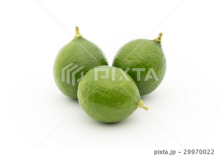 キーライム:Key Lime キーライム:Key Lime 29970022