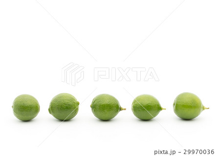 キーライム：Key Lime 29970036