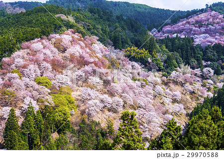 吉野山の桜 29970588