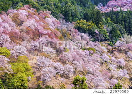 吉野山の桜 29970590