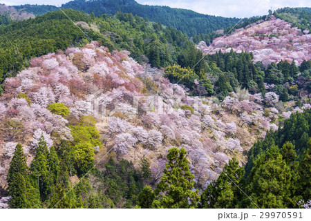 吉野山の桜 29970591