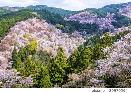 吉野山の桜 29970594