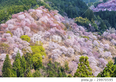 吉野山の桜 吉野山の桜 29970595