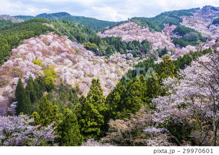 吉野山の桜 吉野山の桜 29970601