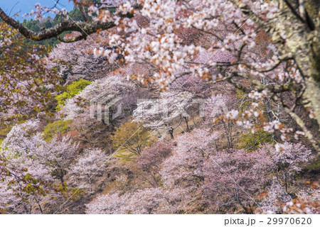 吉野山の桜 29970620
