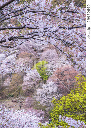 吉野山の桜 29970640