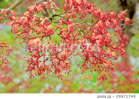 紅い楓の春の若葉 蕾と花の写真素材