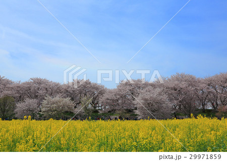 権現堂の満開の桜と菜の花 権現堂の満開の桜と菜の花 29971859
