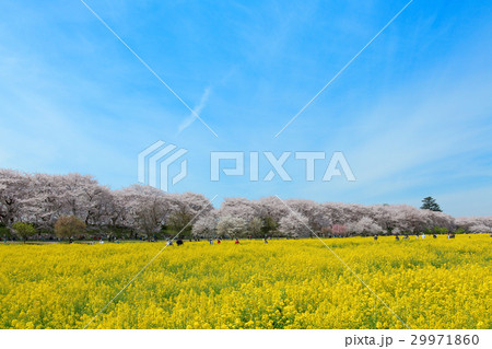 権現堂の満開の桜と菜の花 権現堂の満開の桜と菜の花 29971860