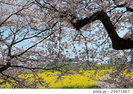 権現堂の満開の桜と菜の花 権現堂の満開の桜と菜の花 29971867