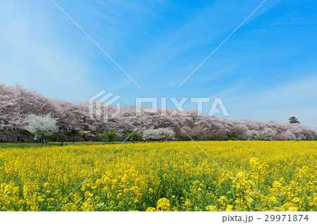 権現堂の満開の桜と菜の花 権現堂の満開の桜と菜の花 29971874