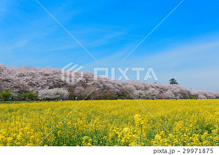 権現堂の満開の桜と菜の花 29971875