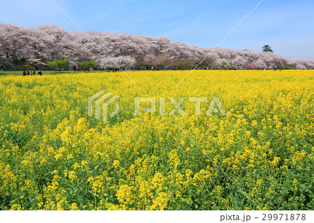 権現堂の満開の桜と菜の花 権現堂の満開の桜と菜の花 29971878