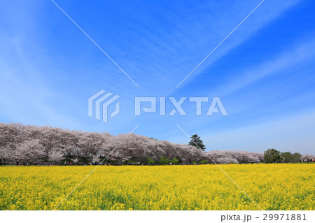 権現堂の満開の桜と菜の花 権現堂の満開の桜と菜の花 29971881