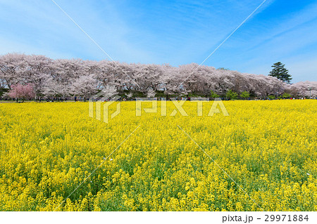 権現堂の満開の桜と菜の花 29971884