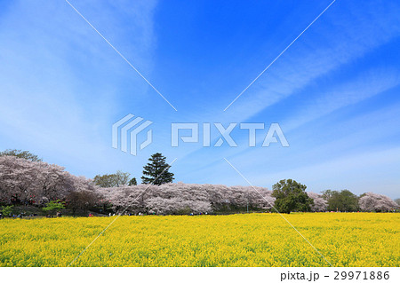 権現堂の満開の桜と菜の花 権現堂の満開の桜と菜の花 29971886