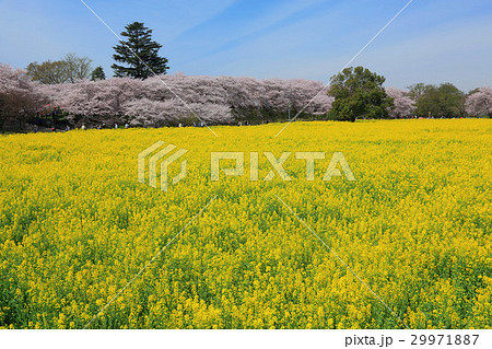 権現堂の満開の桜と菜の花 権現堂の満開の桜と菜の花 29971887