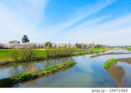 権現堂の満開の桜と菜の花 権現堂の満開の桜と菜の花 29971889