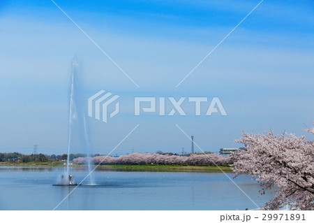 権現堂大噴水と満開の桜並木 29971891