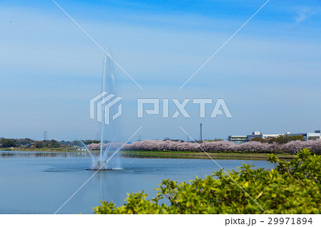 権現堂大噴水と満開の桜並木 権現堂大噴水と満開の桜並木 29971894