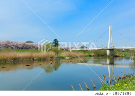 権現堂の満開の桜と菜の花 権現堂の満開の桜と菜の花 29971899