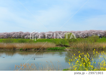 権現堂の満開の桜と菜の花 権現堂の満開の桜と菜の花 29971903