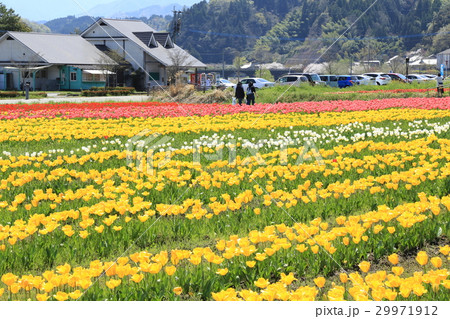 原尻の滝のチューリップフェスタ 29971912