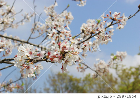 青空と白い雲と桜の花 青空と白い雲と桜の花 29971954
