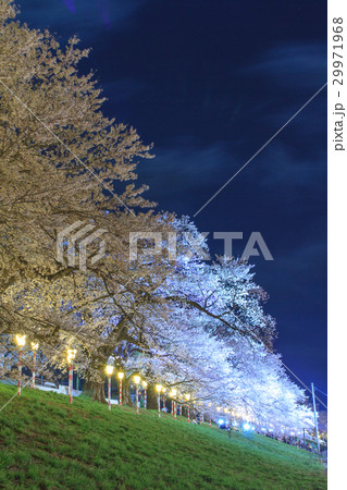 夜桜 29971968