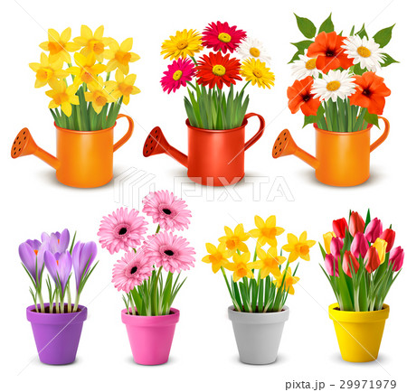 Spring and summer colorful flowers in pots  Vector 29971979
