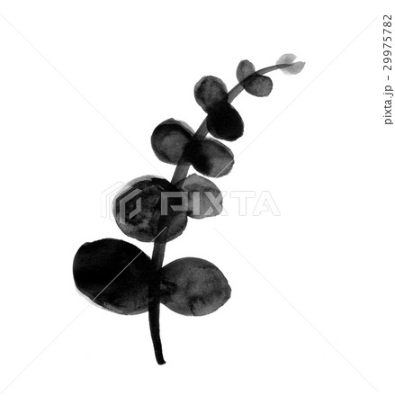 水墨 ユーカリのイラスト素材 29975782 Pixta