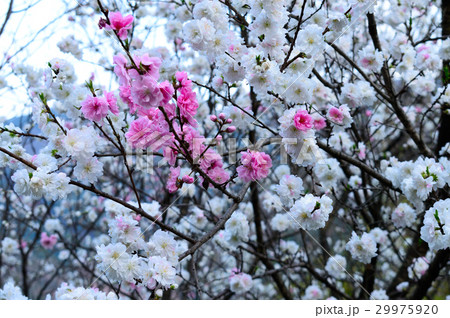 源平咲きの花桃 源平咲きの花桃 29975920