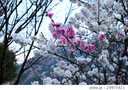 源平咲きの花桃 29975921