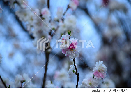 源平咲きの花桃 29975924