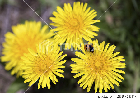 テントウムシ テントウムシ 29975987