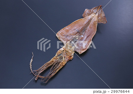 スルメイカ 29976644