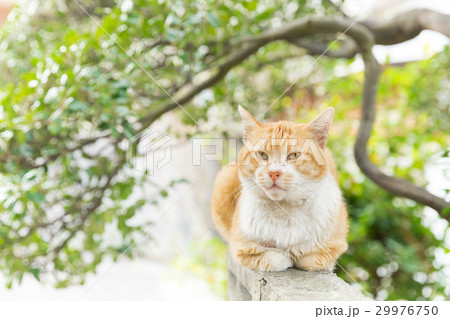 視線を送る野良猫 29976750