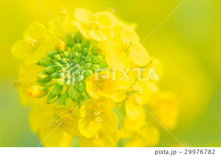 接写_フワフワの菜の花 29976782