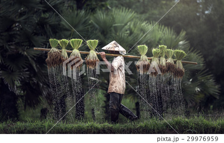 Farmers grow rice in the rainy season 29976959