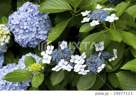 アジサイ 29977123
