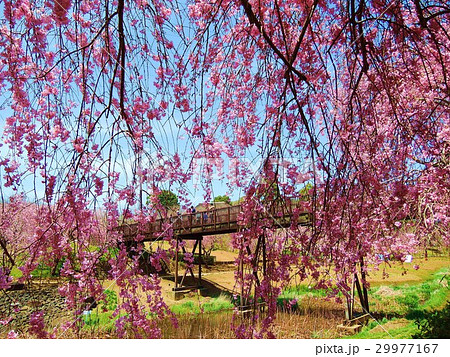 常陸風土記の丘　満開のしだれ桜 29977167