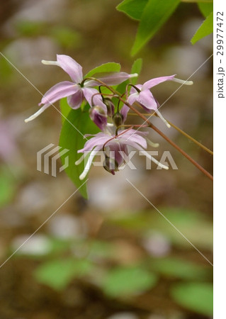 ユニークな形のイカリソウの花 ユニークな形のイカリソウの花 29977472